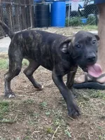 Duke, a male Perro de Presa Canario for sale in Tryon, NC – 7 of 10