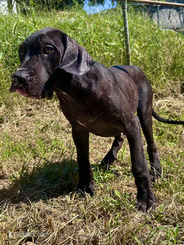 Zeus – Perro de Presa Canario puppy for sale in Tryon, NC