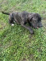 Diesel, a male Perro de Presa Canario for sale in Tryon, NC – 8 of 9