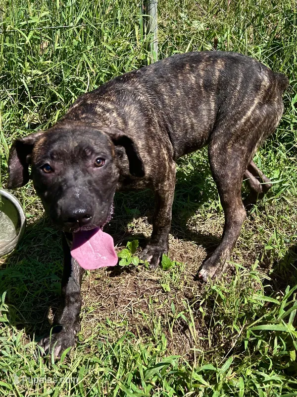 Ace  – Perro de Presa Canario puppy for sale in Tryon, NC
