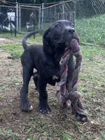 King, a male Perro de Presa Canario for sale in Tryon, NC – 4 of 10