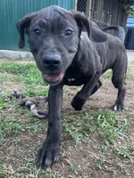 Zeus, a male Perro de Presa Canario for sale in Tryon, NC – 3 of 10