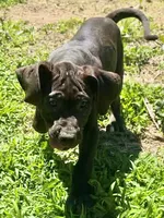 King, a male Perro de Presa Canario for sale in Tryon, NC – 2 of 10