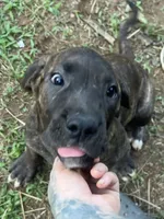 Ace , a male Perro de Presa Canario for sale in Tryon, NC – 9 of 10