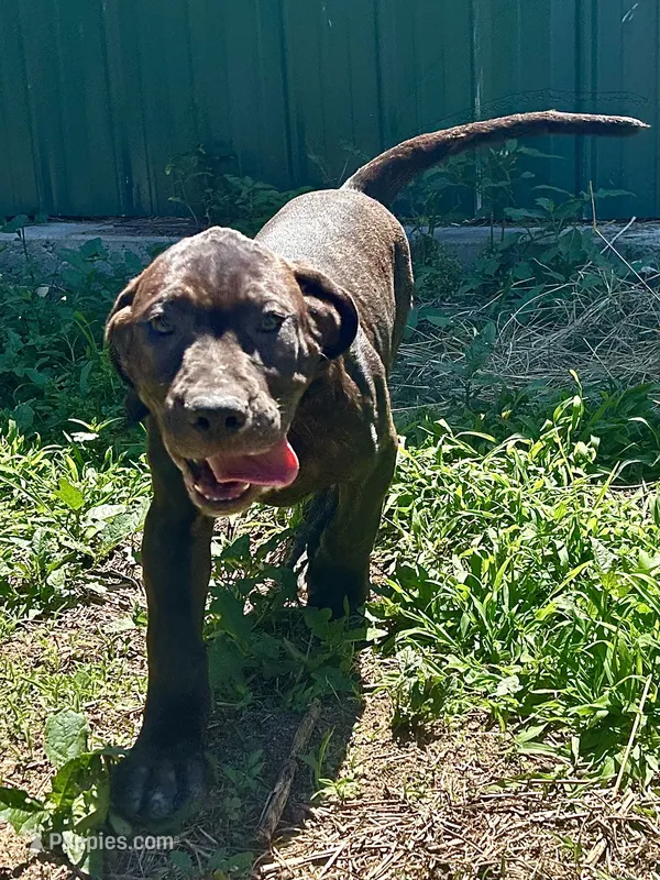 Zeus – Perro de Presa Canario puppy for sale in Tryon, NC