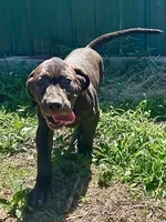 Zeus, a male Perro de Presa Canario for sale in Tryon, NC – 1 of 10