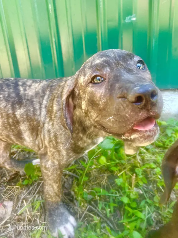 Dolly – Perro de Presa Canario puppy for sale in Tryon, NC