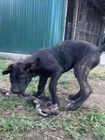 Zeus, a male Perro de Presa Canario for sale in Tryon, NC – 2 of 10