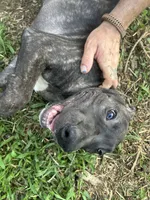 Diesel, a male Perro de Presa Canario for sale in Tryon, NC – 3 of 9