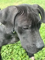Angel, a female Perro de Presa Canario for sale in Tryon, NC – 4 of 8