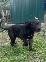 King, a male Perro de Presa Canario for sale in Tryon, NC – 6 of 10