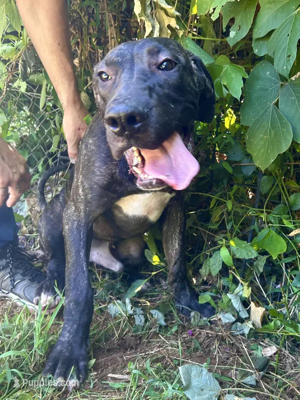 King – Perro de Presa Canario puppy for sale in Tryon, NC