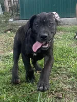 King, a male Perro de Presa Canario for sale in Tryon, NC – 5 of 10