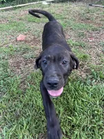 Zeus, a male Perro de Presa Canario for sale in Tryon, NC – 5 of 10
