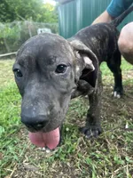 Diesel, a male Perro de Presa Canario for sale in Tryon, NC – 4 of 9