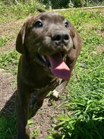 Ace , a male Perro de Presa Canario for sale in Tryon, NC – 4 of 10
