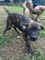 Duke, a male Perro de Presa Canario for sale in Tryon, NC – 8 of 10