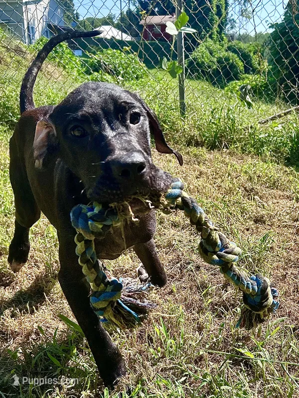 Angel – Perro de Presa Canario puppy for sale in Tryon, NC