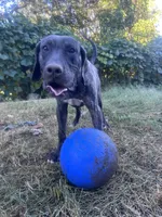 King, a male Perro de Presa Canario for sale in Tryon, NC – 10 of 10
