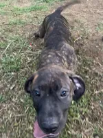 Duke, a male Perro de Presa Canario for sale in Tryon, NC – 5 of 10