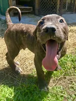 Duke, a male Perro de Presa Canario for sale in Tryon, NC – 3 of 10