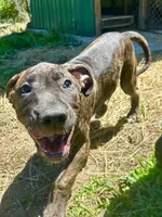 Duke, a male Perro de Presa Canario for sale in Tryon, NC – 2 of 10