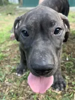 Diesel, a male Perro de Presa Canario for sale in Tryon, NC – 5 of 9