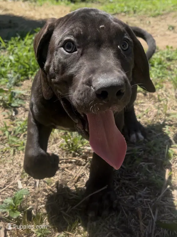 King – Perro de Presa Canario puppy for sale in Tryon, NC