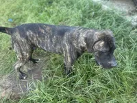 Ace , a male Perro de Presa Canario for sale in Tryon, NC – 10 of 10
