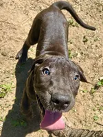 Daisy, a female Perro de Presa Canario for sale in Tryon, NC – 2 of 10