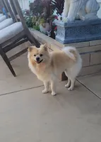 0tto, a male Pomeranian for sale in San Diego, CA – 3 of 4