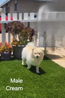 Cream, a male Pomeranian for sale in San Diego, CA – 4 of 5