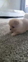 Baby, a female Pomeranian for sale in San Diego, CA – 3 of 3