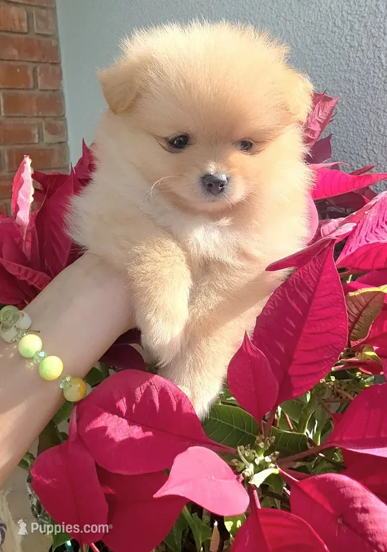 Lady – Pomeranian puppy for sale in San Diego, CA