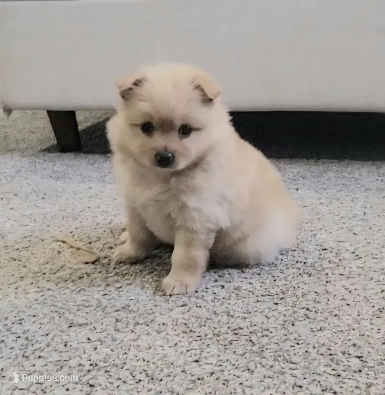 Stuffy – Pomeranian puppy for sale in San Diego, CA