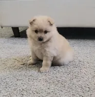 Stuffy, a female Pomeranian for sale in San Diego, CA – 1 of 4