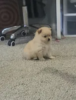 Ballon, a female Pomeranian for sale in San Diego, CA – 2 of 6