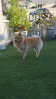 0tto, a male Pomeranian for sale in San Diego, CA – 4 of 4