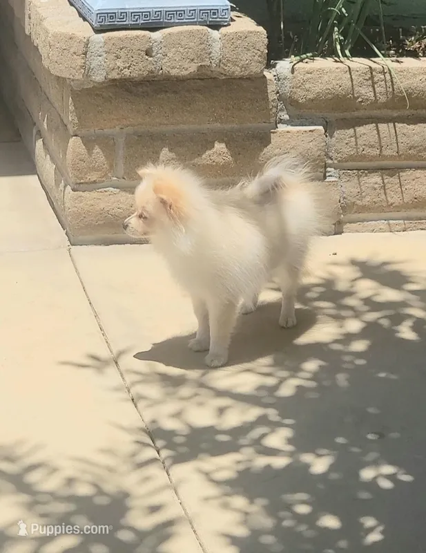 Baby – Pomeranian puppy for sale in San Diego, CA