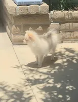 Baby, a female Pomeranian for sale in San Diego, CA – 1 of 2