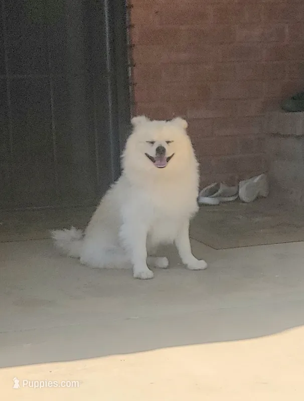 Cream – Pomeranian puppy for sale in San Diego, CA