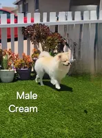 Cream, a male Pomeranian for sale in San Diego, CA – 5 of 5