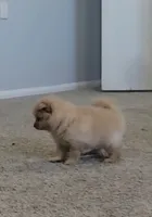 Puffy, a female Pomeranian for sale in San Diego, CA – 2 of 4