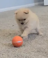 Ballon, a female Pomeranian for sale in San Diego, CA – 4 of 6