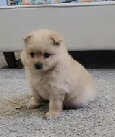 Puffy, a female Pomeranian for sale in San Diego, CA – 4 of 4