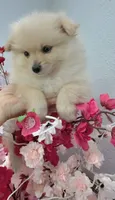 Lady, a female Pomeranian for sale in San Diego, CA – 3 of 3