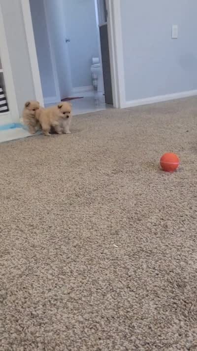 Ballon, a female Pomeranian for sale in San Diego, CA – 6 of 6