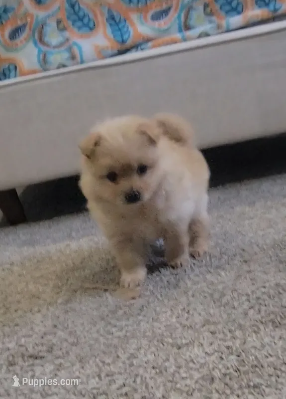 Puffy – Pomeranian puppy for sale in San Diego, CA