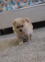 Puffy, a female Pomeranian for sale in San Diego, CA – 1 of 4