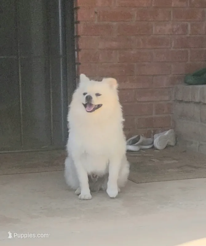 Cream – Pomeranian puppy for sale in San Diego, CA